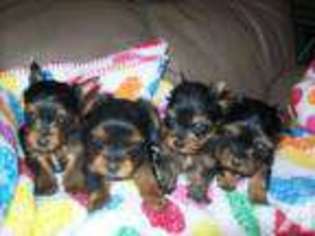 Yorkshire Terrier Puppy for sale in CONESUS, NY, USA