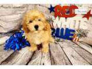 Mutt Puppy for sale in Fayetteville, AR, USA