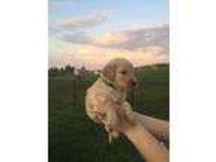 Goldendoodle Puppy for sale in Holts Summit, MO, USA