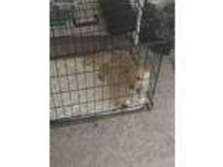 Cairn Terrier Puppy for sale in Aurora, IL, USA