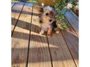 Yorkshire Terrier Puppy for sale in Pearson, GA, USA