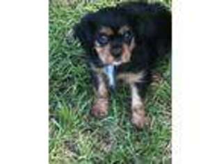Cavalier King Charles Spaniel Puppy for sale in Petal, MS, USA