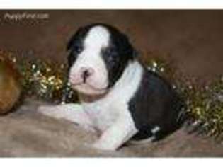 American Staffordshire Terrier Puppy for sale in Kingsville, MO, USA