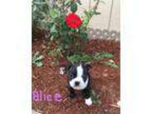 Boston Terrier Puppy for sale in Coeur D Alene, ID, USA