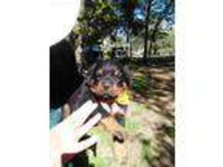 Rottweiler Puppy for sale in Mineola, TX, USA
