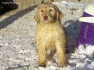 Labradoodle Puppy for sale in Highmore, SD, USA