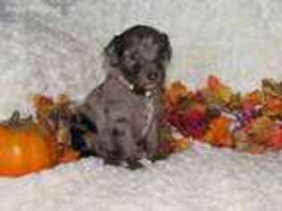 Mutt Puppy for sale in Clarinda, IA, USA