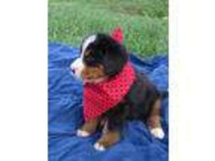 Bernese Mountain Dog Puppy for sale in Rocky Mount, VA, USA