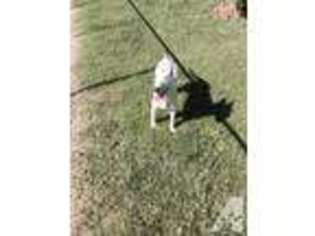 Bull Terrier Puppy for sale in YAKIMA, WA, USA