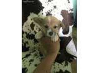 Pembroke Welsh Corgi Puppy for sale in Melrose, WI, USA