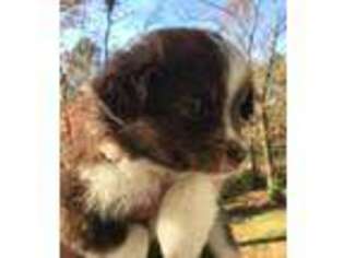 Miniature Australian Shepherd Puppy for sale in Blythewood, SC, USA