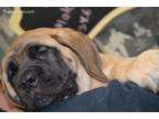 Mastiff Puppy for sale in Anderson, CA, USA