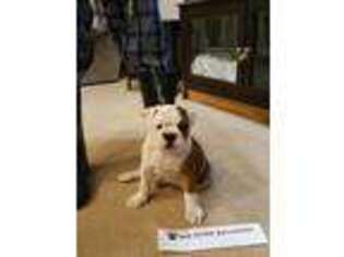 Bulldog Puppy for sale in Alamogordo, NM, USA