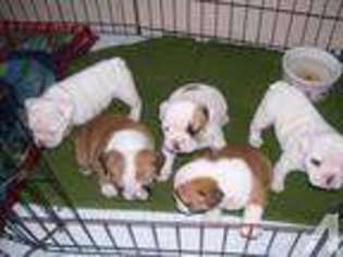 Bulldog Puppy for sale in WYANDOTTE, OK, USA