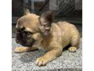 French Bulldog Puppy for sale in Bourbon, IN, USA
