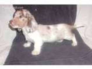 Dachshund Puppy for sale in Edmore, MI, USA