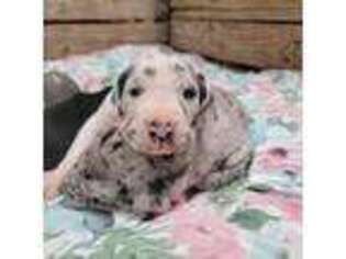 Great Dane Puppy for sale in Hollister, CA, USA