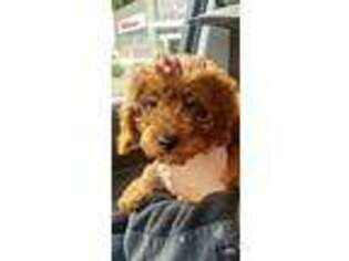 Goldendoodle Puppy for sale in Brick, NJ, USA