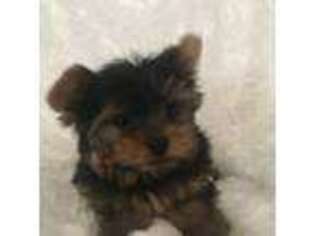 Yorkshire Terrier Puppy for sale in Sandy, UT, USA