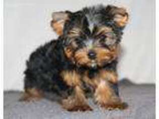 Yorkshire Terrier Puppy for sale in Austin, TX, USA