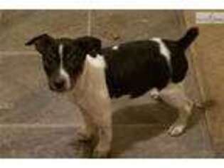 Rat Terrier Puppy for sale in Tulsa, OK, USA