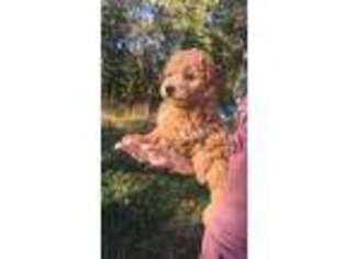 Goldendoodle Puppy for sale in Salem, MO, USA