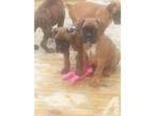 Boxer Puppy for sale in THOMPSON, PA, USA
