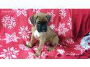 Boxer Puppy for sale in New Holland, PA, USA