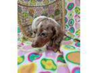 Dachshund Puppy for sale in Cullowhee, NC, USA