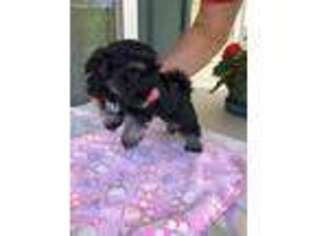 Havanese Puppy for sale in Conway, SC, USA