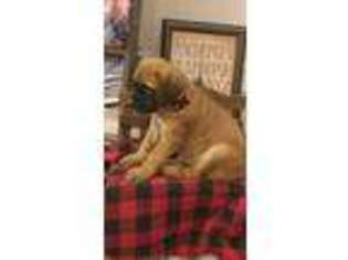 Mastiff Puppy for sale in Alvaton, KY, USA