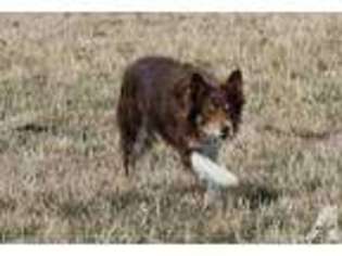 Border Collie Puppy for sale in GASTON, OR, USA