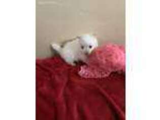 Pomeranian Puppy for sale in Austin, AR, USA