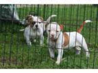 American Bulldog Puppy for sale in Parkman, OH, USA