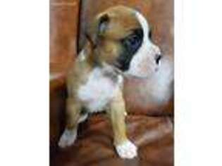 Boxer Puppy for sale in Amery, WI, USA