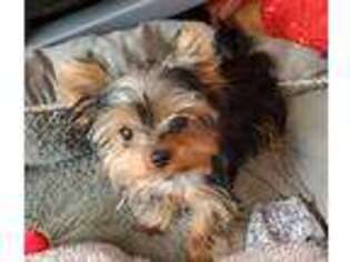 Yorkshire Terrier Puppy for sale in Wayne, NJ, USA