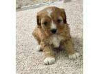 Cavapoo Puppy for sale in Lancaster, MO, USA