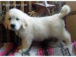 Golden Retriever Puppy for sale in New Bethlehem, PA, USA