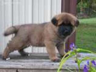Medium Photo #1 Akita Puppy For Sale in Elverson, PA, USA