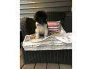 Newfoundland Puppy for sale in Jamestown, NY, USA