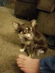 Chihuahua Puppy for sale in Colorado Springs, CO, USA