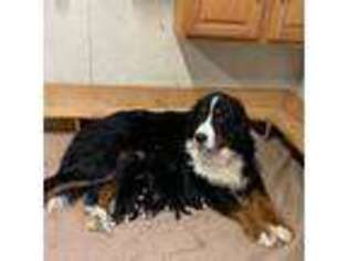 Bernese Mountain Dog Puppy for sale in Delton, MI, USA
