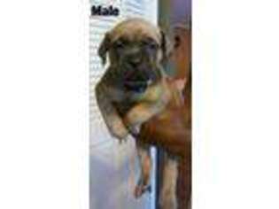 Cane Corso Puppy for sale in Midlothian, TX, USA