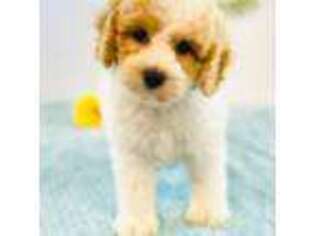 Cavapoo Puppy for sale in Fordland, MO, USA
