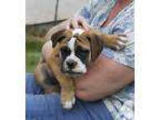 Bulldog Puppy for sale in Apache Junction, AZ, USA