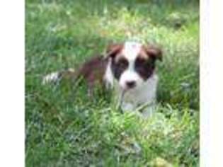 Border Collie Puppy for sale in Sebree, KY, USA