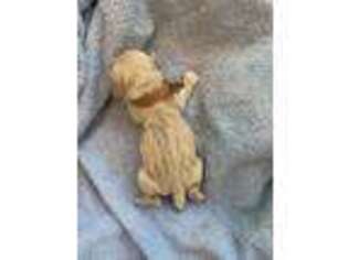 Cocker Spaniel Puppy for sale in Jonesboro, IL, USA