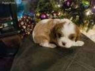 Cavalier King Charles Spaniel Puppy for sale in Rogersville, MO, USA