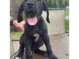 Great Dane Puppy for sale in Bushnell, FL, USA