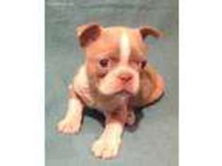 Boston Terrier Puppy for sale in Memphis, TN, USA